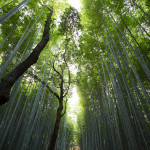 tall trees looking up